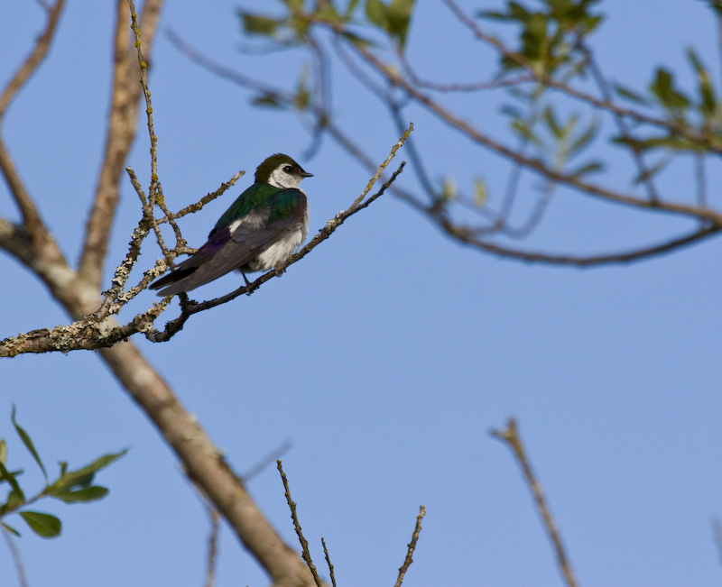 Violet-Green Swallow In Tree